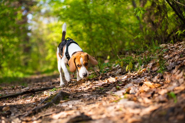 Best dog walks on the Isle of Wight (3).png
