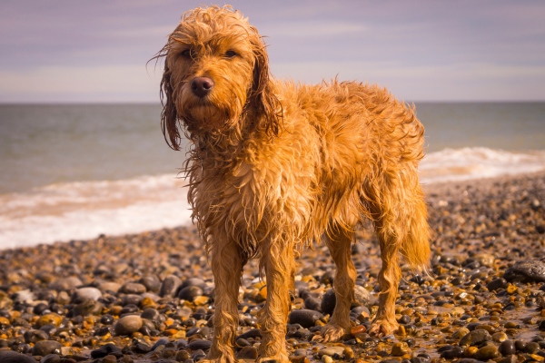 Best dog walks on the Isle of Wight.png