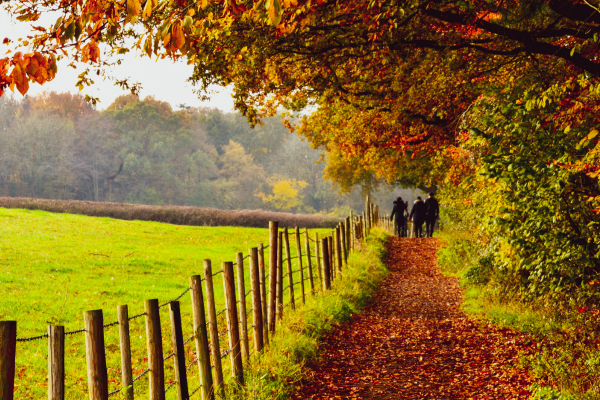 Top 10 autumn walks on the Isle of Wight (2).png